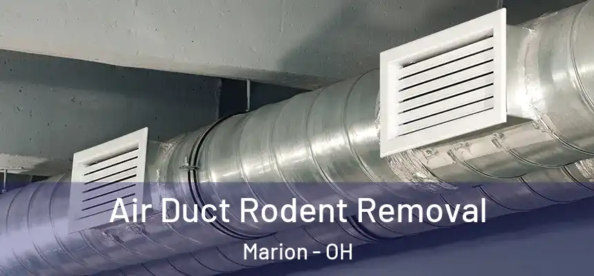 Air Duct Rodent Removal Marion - OH