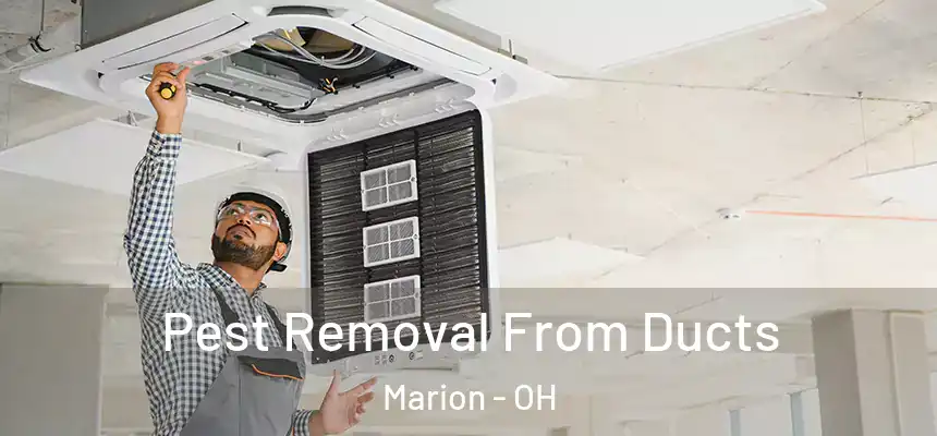 Pest Removal From Ducts Marion - OH